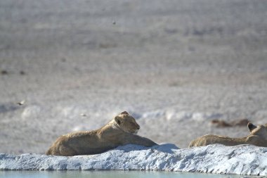 Karda vahşi aslanlar