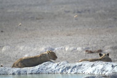 Sudaki beyaz aslanlar