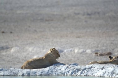 Sahilde beyaz aslanlar