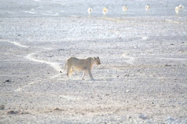Çölde sevimli beyaz bir devenin yakın çekimi.