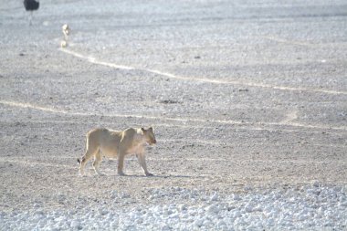 Vahşi hayvanlar, seçici odaklanma