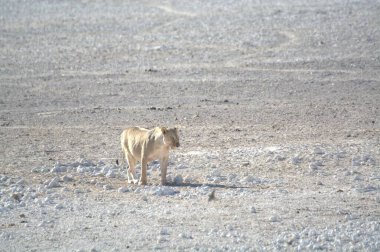 Namibya 'da Etoşa' da aslan
