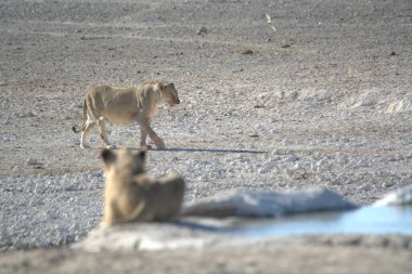 Çölde güzel bir köpek resmi.