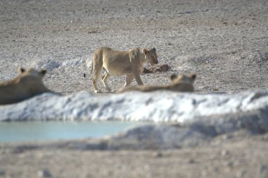 Namibya 'daki Etoşa Milli Parkı' nda beyaz aslan.