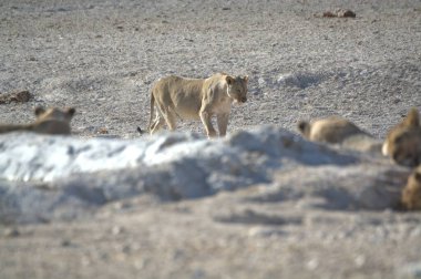 Vahşi Afrika 'daki aslan