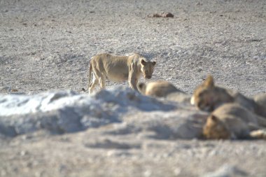Afrika 'nın bozkırındaki aslan
