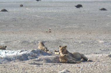 Kenya bozkırında bir aslan