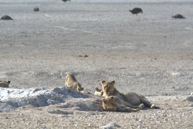 a group of wild lions in the etosha national park in namibia