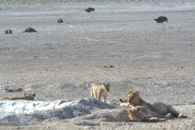 a beautiful lion in the desert in the mountains