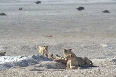 wild lion family on the ground