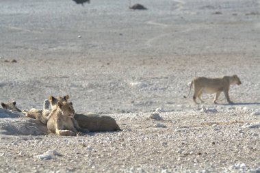 wild lions on a sand in the etosha national park