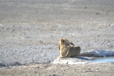 Sevimli bir aslanın yakın plan fotoğrafı.