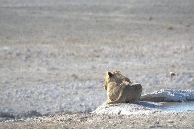 # Savanada yerde bir aslan #