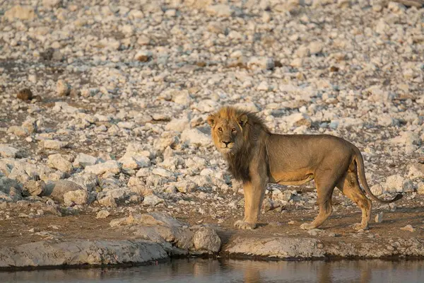 Güney Afrika 'daki Kruger parkında aslan var.