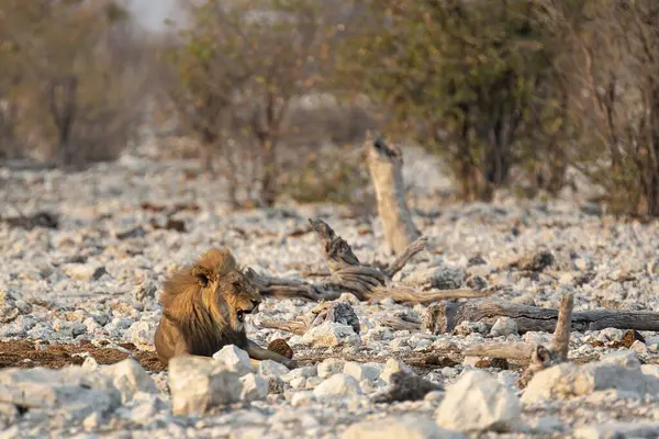 Kenya savanındaki aslan