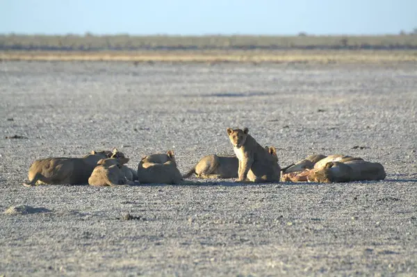 Kenya savanındaki aslan