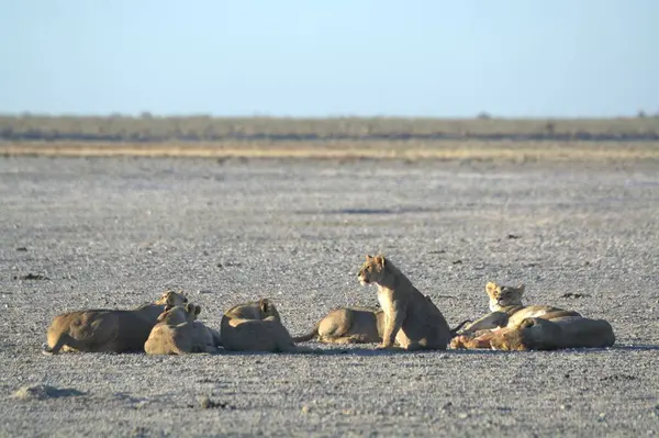 Çölde aslan ve dişi aslan.