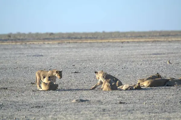 Kenya bozkırında bir grup aslan.