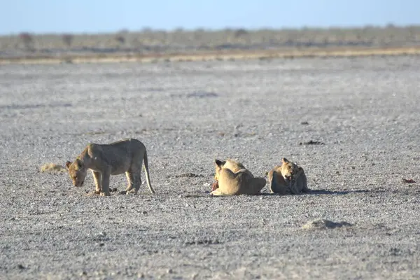 Savanadaki aslan ve aslanlar