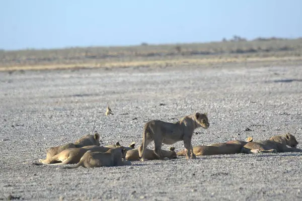 Bir grup aslan yerde.