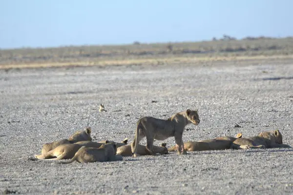 Kenya savanındaki aslanlar