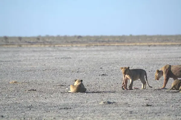 Afrika savanındaki aslan.