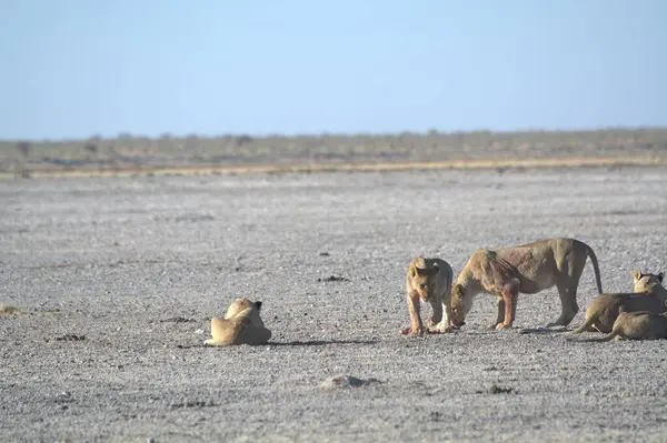 Namibya 'daki Etoşa Milli Parkı' nda aslan ve aslan.
