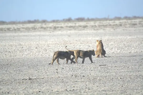 Savanadaki bir grup aslan.