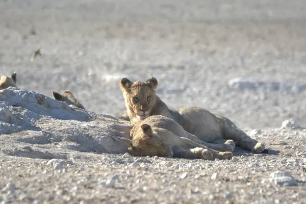 Kumda oynayan aslan yavruları