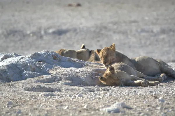 Çölde bir grup aslan.