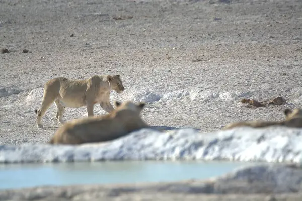 Hayvanat bahçesinde bir grup aslan.