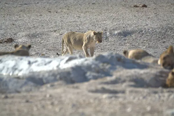 Vahşi Afrika 'daki aslan