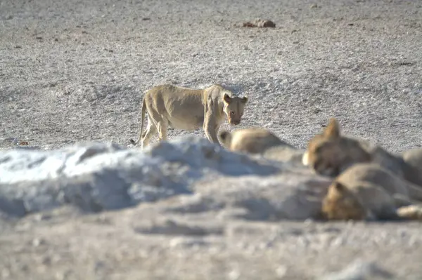 Afrika 'nın bozkırındaki aslan