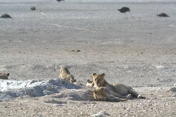 a group of wild lions in the etosha national park in namibia