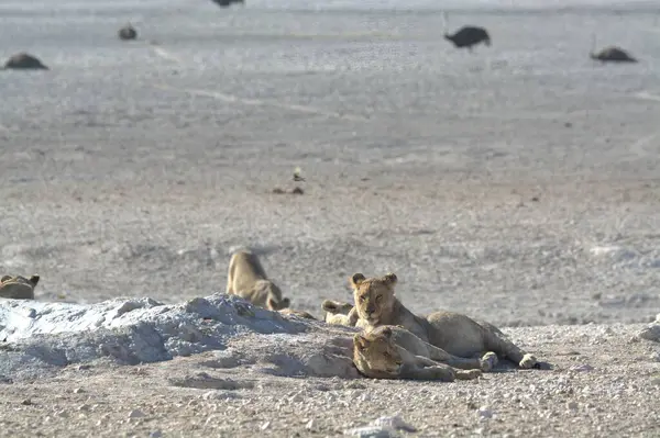 Afrika 'da Namibya aslanı