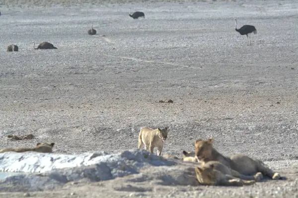 a beautiful lion in the desert in the mountains