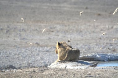 Aslan (panthera leo), etosha milli parkı, namibya, Afrika