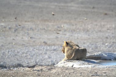 Çöldeki şirin bir aslanın yakın plan fotoğrafı.