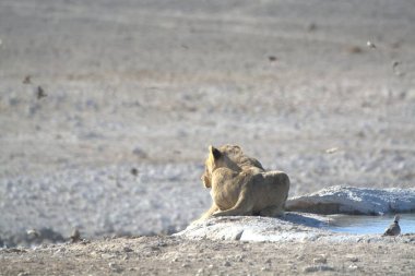 a closeup shot of a lion in the desert in the daytime