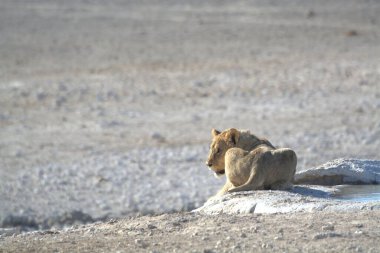 Yerde bir çift aslan var.