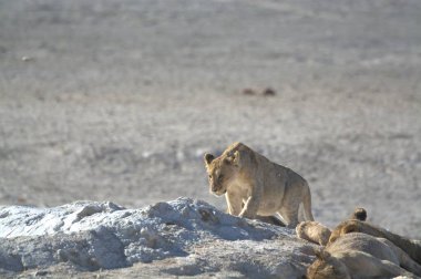 Afrika 'nın bozkırındaki aslan