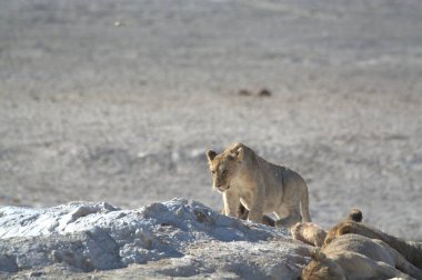 Aslan savana üzerinde