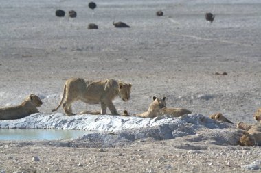 a beautiful shot of a young african lions in the water