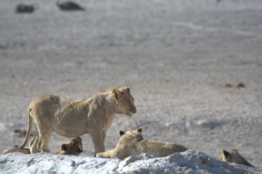 Çölde bir aslan grubu.