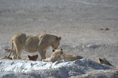 Etoşa Ulusal Parkı, Namibya 'da vahşi Afrika aslanı