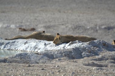 Suda bir grup aslan var.