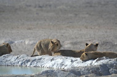 Su birikintisindeki aslan