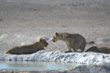 two young wild lions fighting in the water