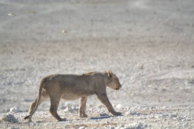 wild african lion ( panthera leo ) in the savannah of namibia