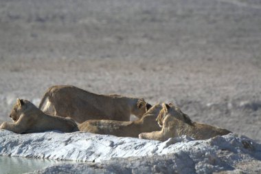 Namibya, Afrika 'da bir grup aslan.